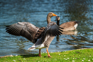 A greylag goose stretches and sunbathes on the bank of a pond.