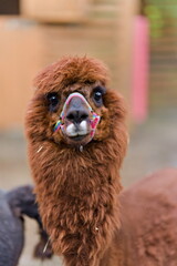 Zbliżenie na rudą alpakę z kolorowym kantarem © Piotr