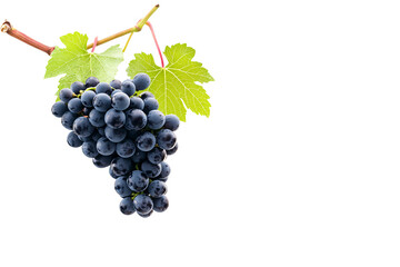 Lush bunch of dark purple grapes with green leaves hanging elegantly against a white background.