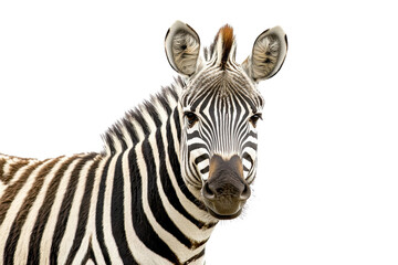 Fototapeta premium Close-up of a zebra with black and white stripes, isolated on a transparent background. showcasing its unique pattern and details.