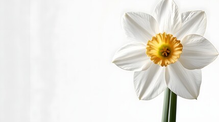 Obraz premium 195. A single white daffodil with clean petals