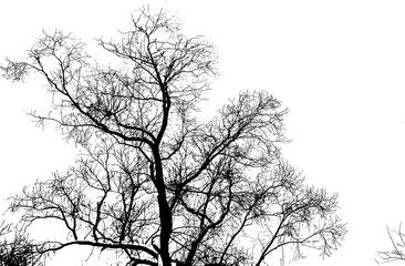 Tree branch silhouette on transparent background