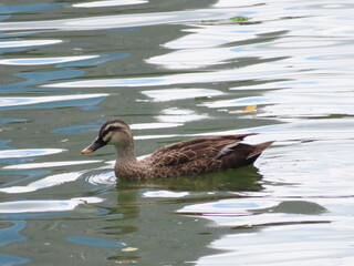 湖のカモ