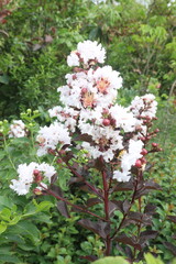 Lagerstroemia Moonlight Magic flower plant on nursery