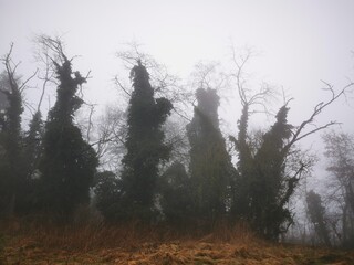 Forest in dense fog, Foggy trees like scary dancing ghosts. Lonely. Disappearing in thick mist. Spooky landscape, frightening deformations. Halloween, Bad Zwesten, Hesse, Germany, European. Melancholy