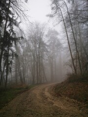 Forest in dense fog, with a lonely road disappearing in thick mist. Foggy trees like ghosts. Spooky landscape, frightening deformations. Halloween, Bad Zwesten, Hesse, Germany, European. Melancholy