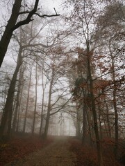 Fototapeta premium Forest in dense fog, Foggy trees like scary dancing ghosts. Lonely. Disappearing in thick mist. Spooky landscape, frightening deformations. Halloween, Bad Zwesten, Hesse, Germany, European. Melancholy