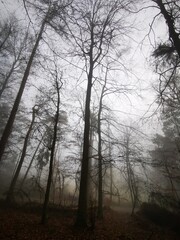 Forest in dense fog, Foggy trees like scary dancing ghosts. Lonely. Disappearing in thick mist. Spooky landscape, frightening deformations. Halloween, Bad Zwesten, Hesse, Germany, European. Melancholy