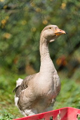 szara gęś stojąca przy plastikowej skrzynce w ogrodzie © Piotr