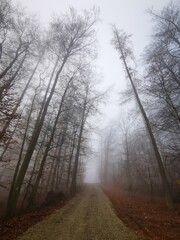 Forest in dense fog, with a lonely road disappearing in thick mist. Foggy trees like ghosts. Spooky landscape, frightening deformations. Halloween, Bad Zwesten, Hesse, Germany, European. Melancholy