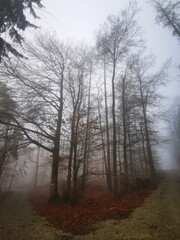 Forest in dense fog, with a lonely road disappearing in thick mist. Foggy trees like ghosts. Spooky landscape, frightening deformations. Halloween, Bad Zwesten, Hesse, Germany, European. Melancholy