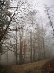 Forest in dense fog, with a lonely road disappearing in thick mist. Foggy trees like ghosts. Spooky landscape, frightening deformations. Halloween, Bad Zwesten, Hesse, Germany, European. Melancholy