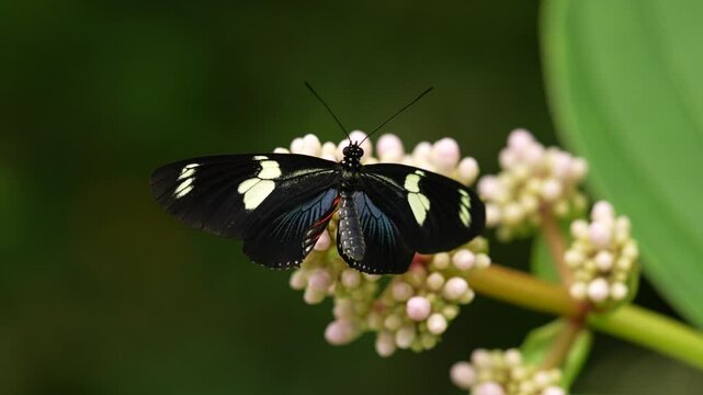 Heliconius doris, Doris longwing,  butterfly from Costa Rica in Central America. Heliconius, beautiful insect sitting on the green leave in the nature. Butterfly, wildlife nature. 