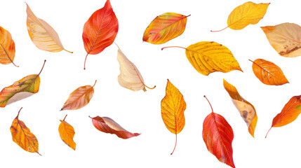 Obraz premium A vibrant arrangement of autumn leaves in various hues, showcasing nature's seasonal beauty.