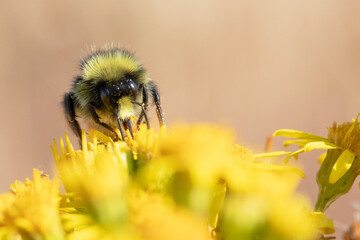 A honey bee seen pollenating a plant on a summers day.