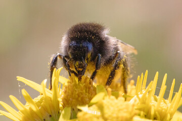 A honey bee seen pollenating a plant on a summers day.