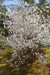 天龍寺の白三葉躑躅