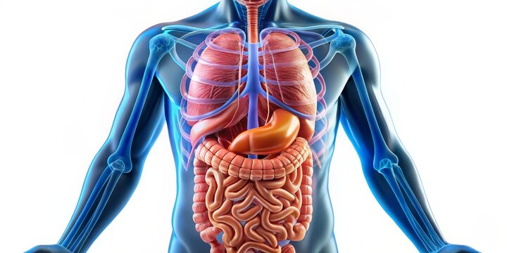 Human Digestive System Anatomy - 3D Illustration, digestive system, anatomy, human body