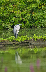 Grey heron on a small island in the pond, Grey heron lying in wait, Grey heron relaxing between blades of grass, reflection of purple flowers in the water