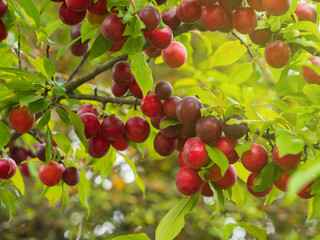 Branches filled with ripe cherry plums shining under the warm sunlight, showcasing a bountiful harvest ready for picking.