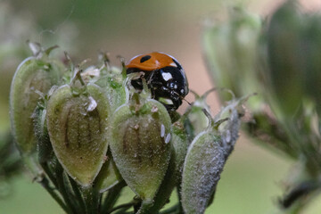 A macro photograph of a ladybird walking over a green plant.