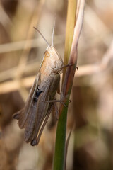 A brown meadow grasshopper basking in the summer heat.