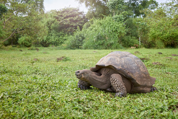 Naklejka premium Grazing galapagos giant tortoise, selective focus, Galapagos Islands, Ecuador.
