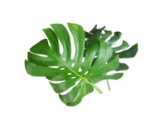Monstera leaves isolated on white background with clipping paths for graphic design or wallpaper. © Nattawut