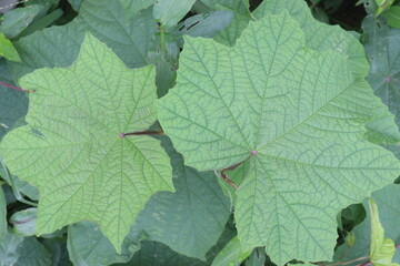 Merremia vitifolia ornamental plant on garden