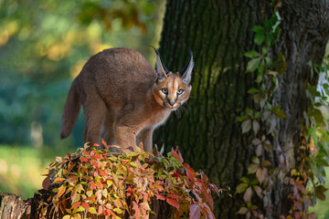 A caracal lies in the grass at sunrise in the morning dew.