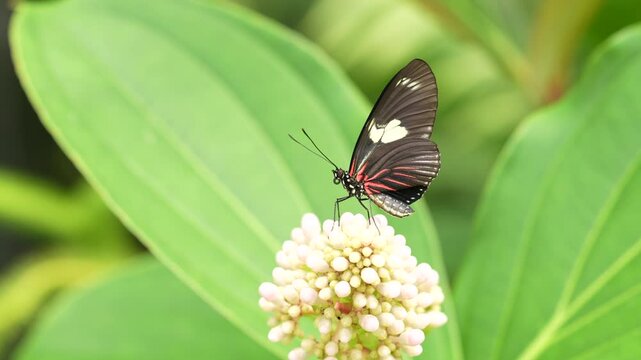 Heliconius doris, Doris longwing,  butterfly from Costa Rica in Central America. Heliconius, beautiful insect sitting on the green leave in the nature. Butterfly, wildlife nature. 