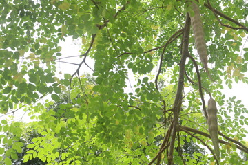 Moringa on tree in farm for harvest