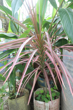 phormium jester plant on nursery