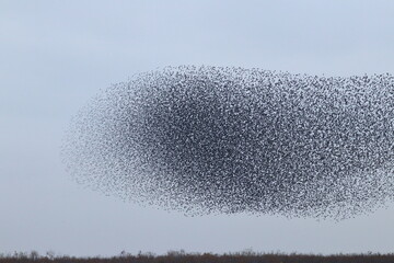 starling murmuration