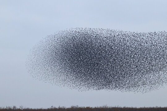 Starling Murmuration Images – HD & 4K Photos Free to Download | PikWizard
