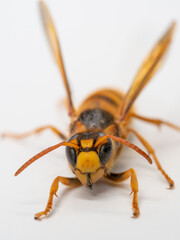 キイロスズメバチ