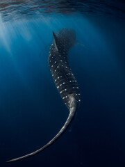 Fototapeta premium Whale shark in blue ocean. Silhouette of giant shark swimming underwater