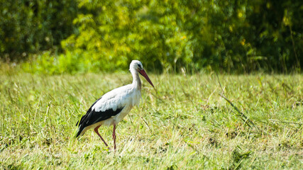 white stork on a green meadow in summer