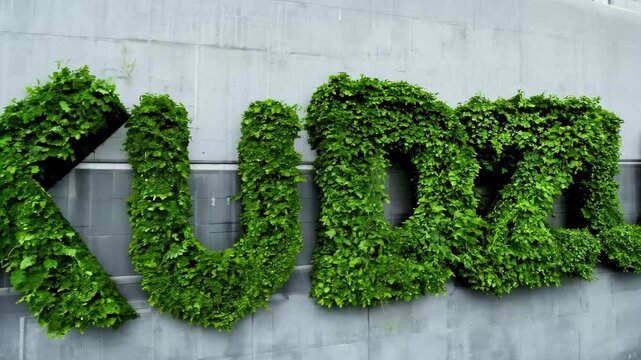 The word kudzu in lush green vine leaves typography in urban wall environment, Invasive species Japanese arrowroot lettering concept render