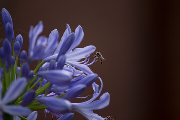 bee on blue iris flower 