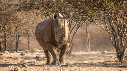 White Rhinos in Namibia, Southern Africa