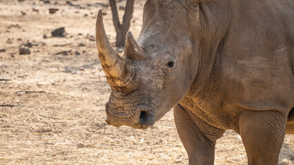 Naklejka premium White Rhinos in Namibia, Southern Africa