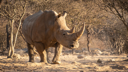White Rhinos in Namibia, Southern Africa