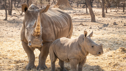 White Rhinos in Namibia, Southern Africa