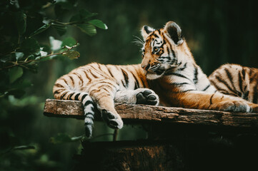 Junger Sibirischer Tiger (Panthera tigris altaica) liegt auf einer Platform und schaut neugierig in die Umgebung