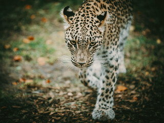 Close Up Portrait - Laufender Persischer Leopard (Panthera pardus tulliana) schaut gefährlich in die Richtung des Betrachters