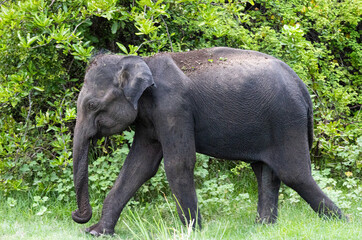 Eliphant in the natural habitat