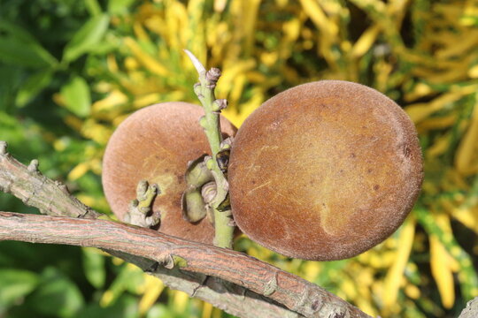 Velvet Apples fruit on tree in farm