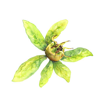 Aquarell einer Mispel eine Frucht mit Bl&auml;tter