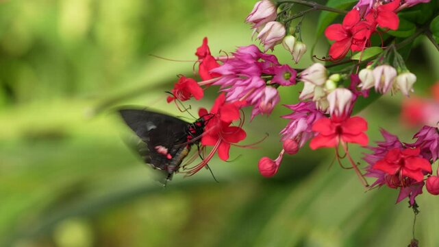 Heliconius doris, Doris longwing butterfly on the orange flower bloom in the forest habitat, Volcan Poas in Costa Rica. Black red longwing  on the green leave, nature wildlife. 